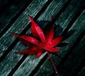 pic for Maple Leaf  1440x1280